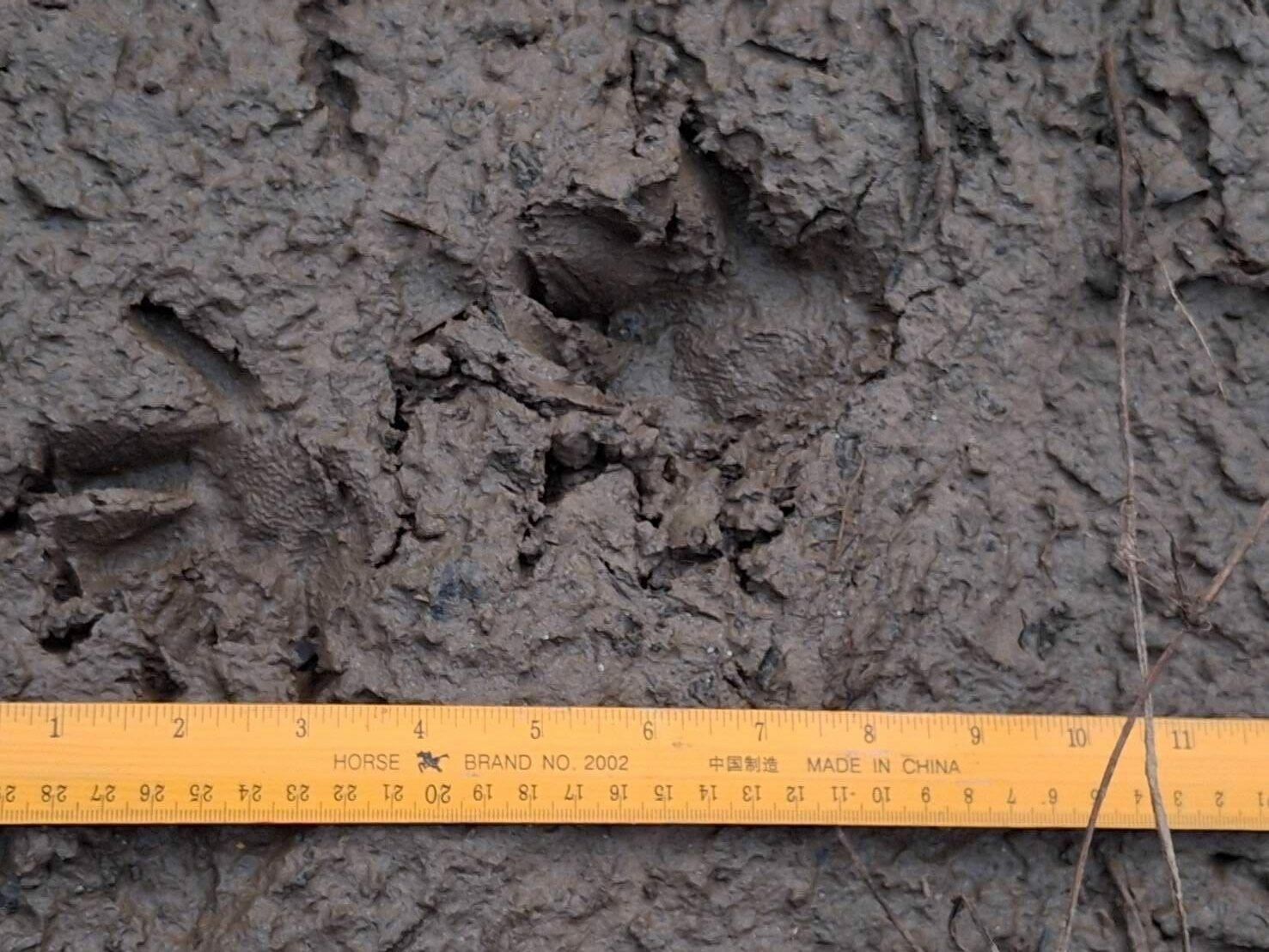 Крокодил-и-трепет: жители плещутся над рекой Пинг, наблюдая за крокодилами