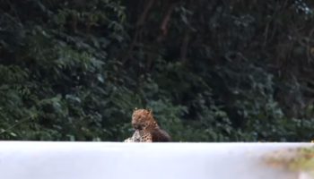 Леопард замечен в парке Каенг Крачан