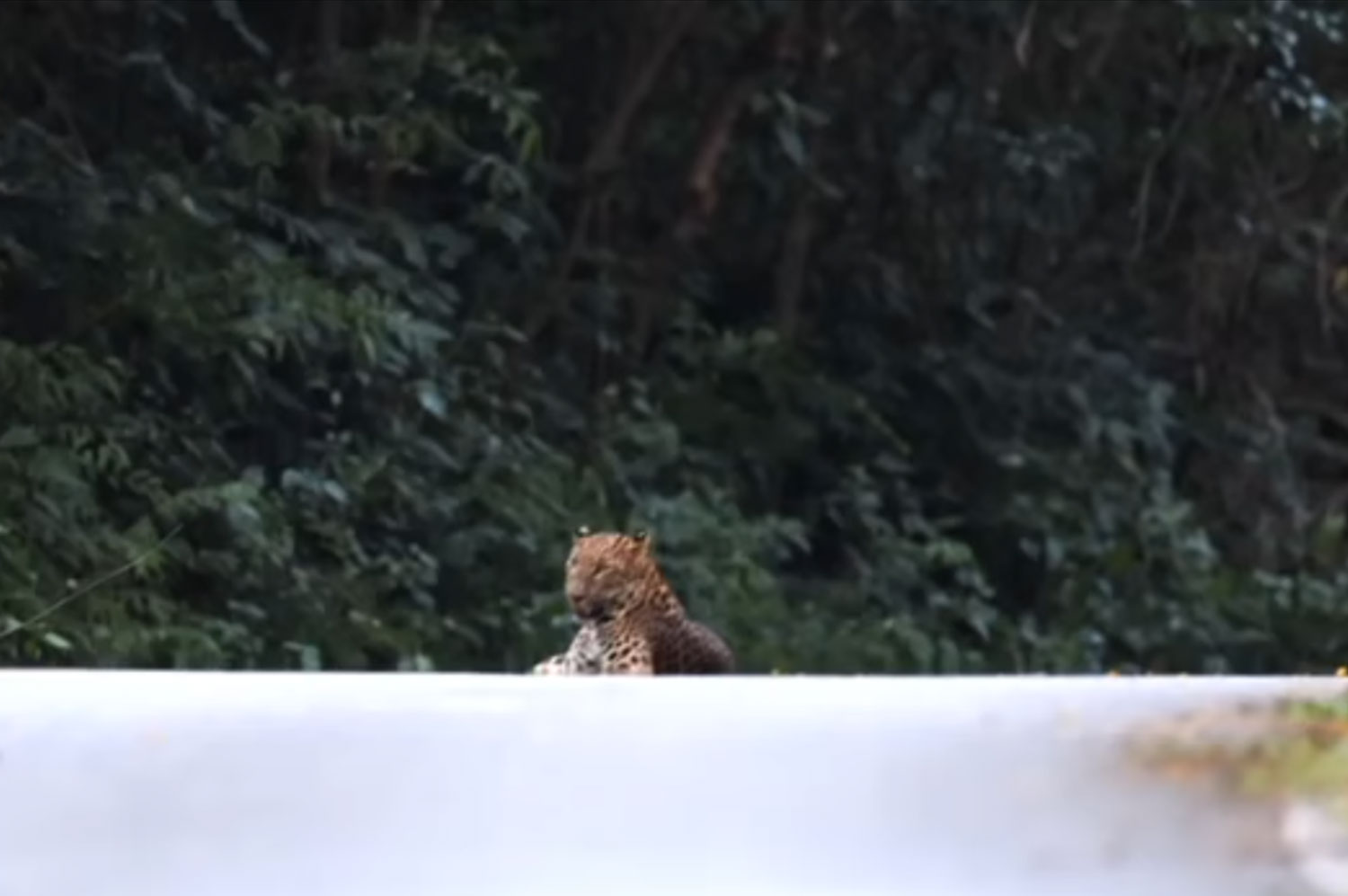 Леопард замечен в парке Каенг Крачан