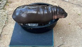 Му Дэн набрала 10 килограммов, празднуя свой 3-й месяц