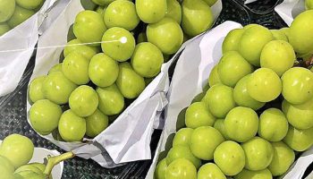 Поднята тревога по поводу зараженного винограда