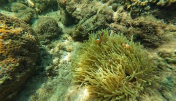 Приготовьтесь окунуться в море со всех сторон: Транг открыт для подводного плавания с морскими обитателями