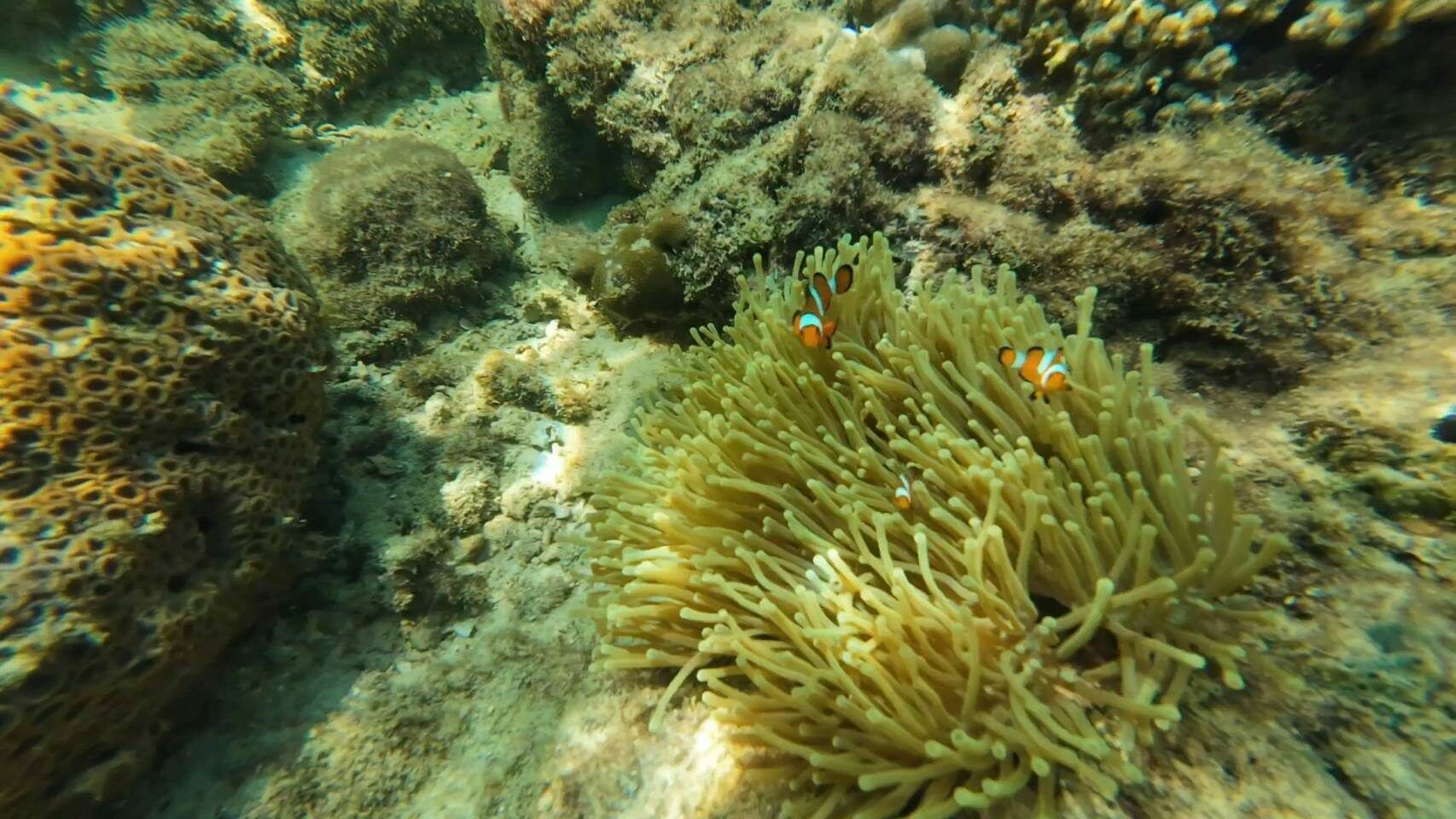 Приготовьтесь окунуться в море со всех сторон: Транг открыт для подводного плавания с морскими обитателями