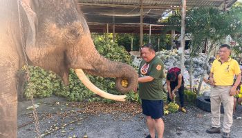 Приютам для слонов нужна продовольственная помощь