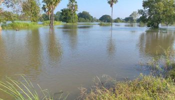 Река Мун выходит из берегов, затопляя фермы и низменные районы в Пхимае