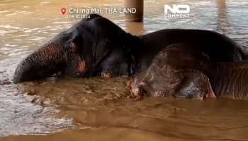 Слоны пострадали от разрушительного наводнения в Таиланде - Деловые новости Таиланда