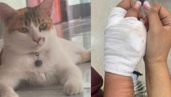 Счет за кошку-астрофика: укус кошки приводит к заражению на сумму 410 000 бат