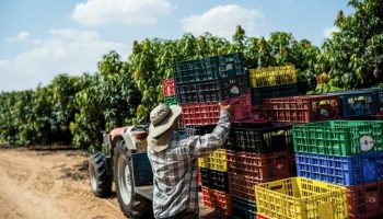 Тайский рабочий погиб из-за остатков боеприпасов в израильском саду