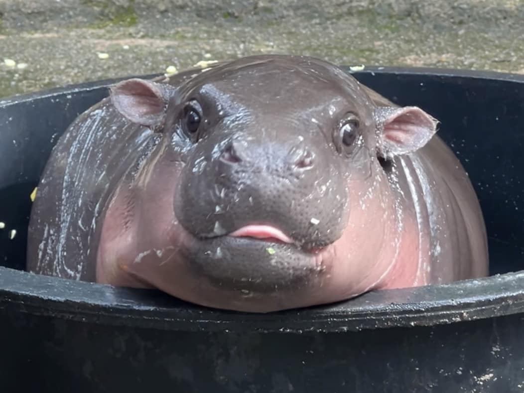 Толпы людей на длинных выходных выстраиваются в очередь к Му Денгу