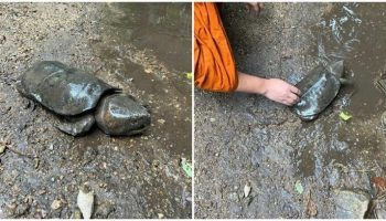 Туристы быстро спасают раненую черепаху Мэй Хаенг Камкау