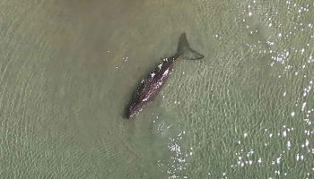 Эксперты опасаются за будущее тайских дюгоней