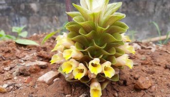 В Таиланде обнаружен новый вид растений Curcuma diversicolor