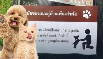 Вирусные открытки для домашних животных обеспечивают спокойствие в случае чрезвычайных ситуаций с пушистыми животными