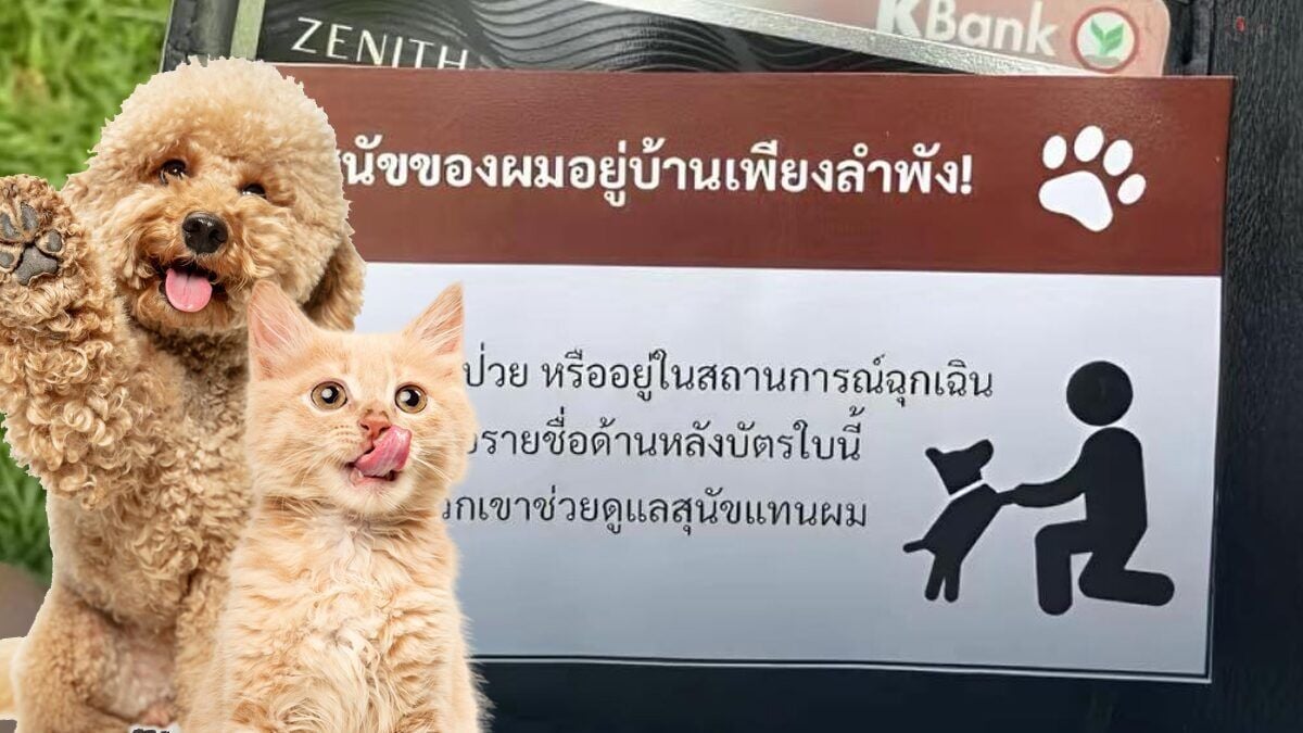 Вирусные открытки для домашних животных обеспечивают спокойствие в случае чрезвычайных ситуаций с пушистыми животными