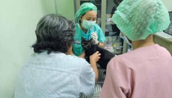 Владельцу кошки и другим участникам сцены отравления предъявлены обвинения в жестоком обращении