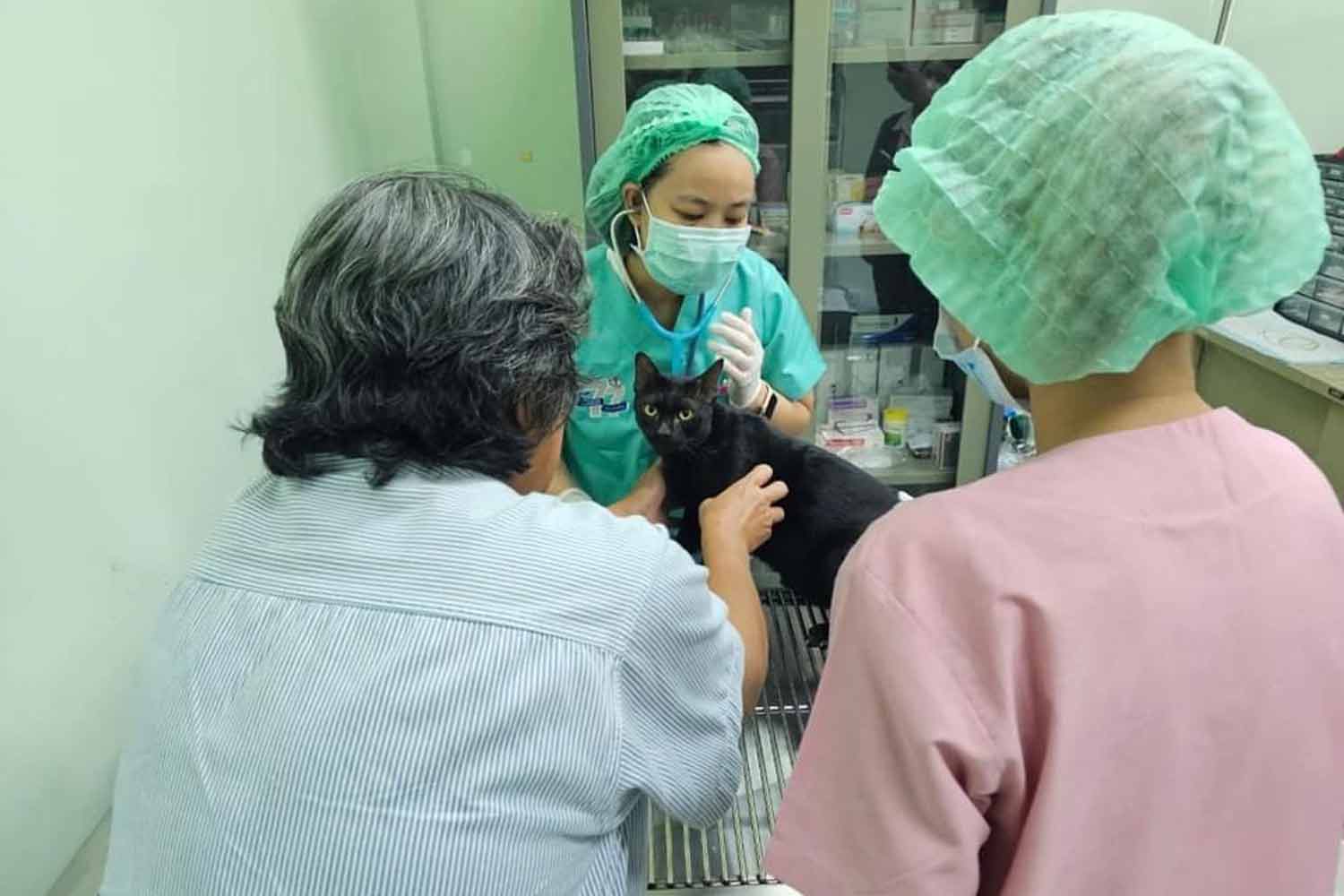 Владельцу кошки и другим участникам сцены отравления предъявлены обвинения в жестоком обращении