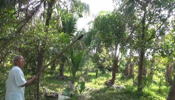 Вспышка гусениц опустошила кокосовые плантации Сонгкхлы