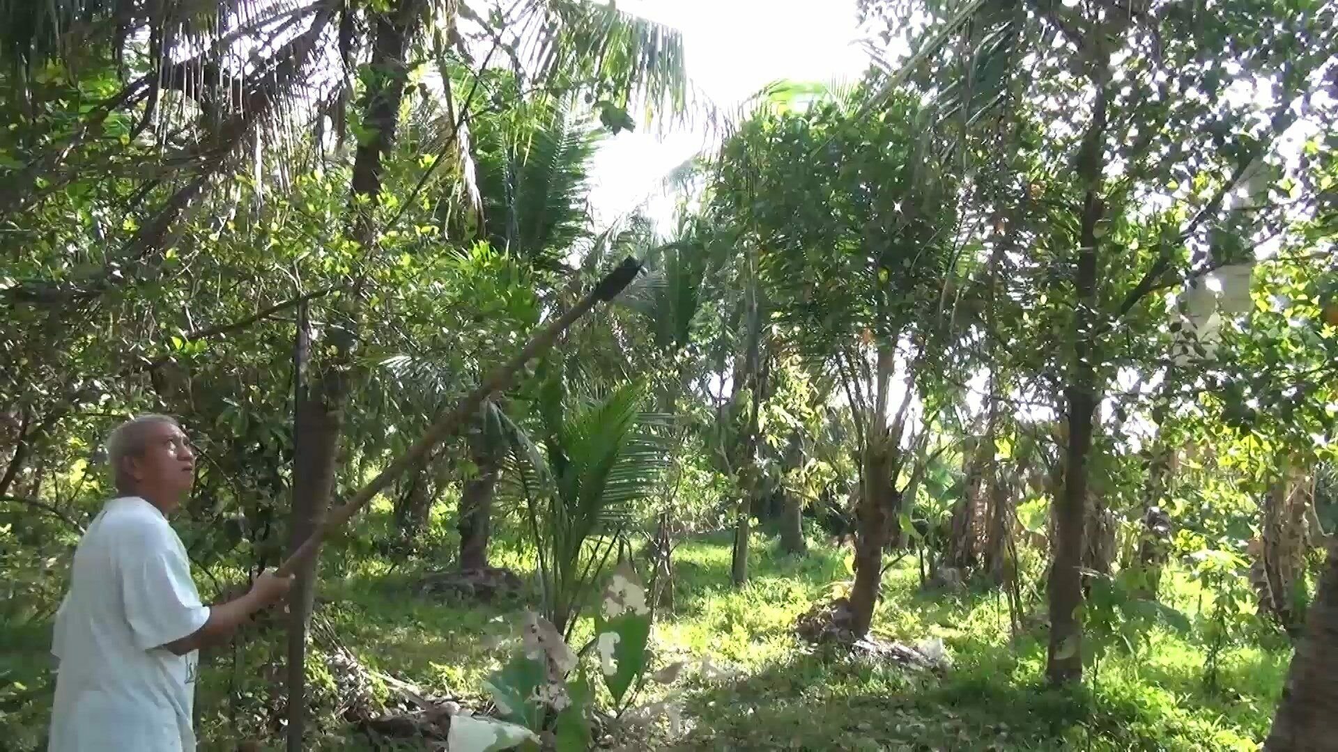 Вспышка гусениц опустошила кокосовые плантации Сонгкхлы