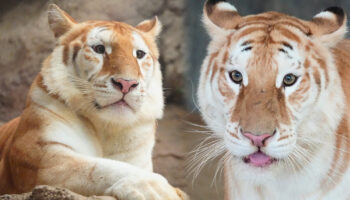 Золотые тигрицы Чиангмая привлекают посетителей