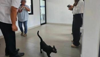 Кошачье-астрофизическая ошибка: телевизионная команда в шоке из-за драмы о кошках с седативными препаратами