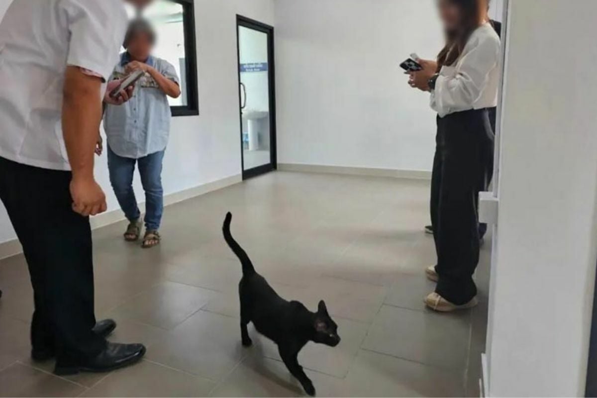 Кошачье-астрофизическая ошибка: телевизионная команда в шоке из-за драмы о кошках с седативными препаратами