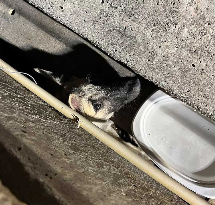 Лапы для пущего эффекта: Хватательный спасатель спас собаку в Восточной Паттайе