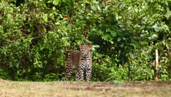 Леопард замечен в парке Каенг Крачан