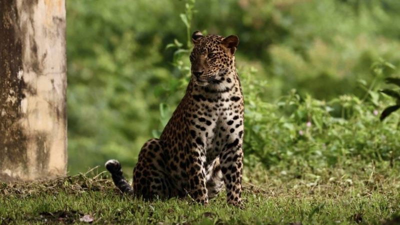 Молодого леопарда сфотографировали в парке Кэнг-Крачан