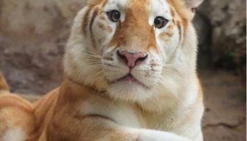 Мурлыкающее золото: золотой тигр Чиангмая вызывает бурю эмоций