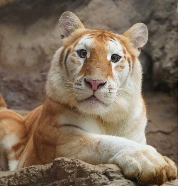 Мурлыкающее золото: золотой тигр Чиангмая вызывает бурю эмоций