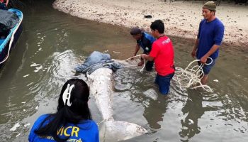 Обезглавленный дюгонь найден плавающим у берегов Пхукета