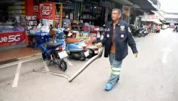 Питон в телефонном магазине: Змея "ужалила" в Чантабури