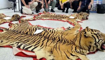Полиция провела рейд по борьбе с торговлей тиграми в Нонтхабури