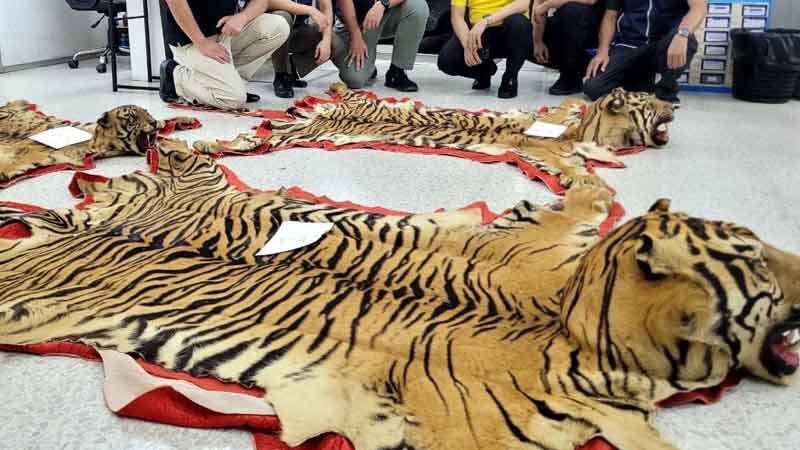 Полиция провела рейд по борьбе с торговлей тиграми в Нонтхабури