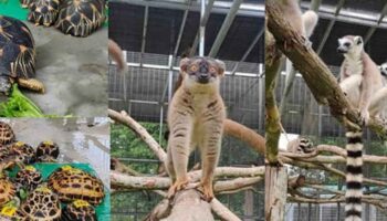 Правительство вернет редких животных на Мадагаскар