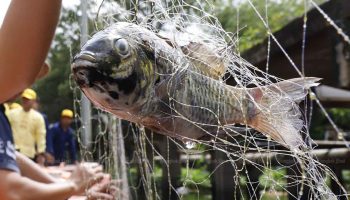 Правительство запускает "очистку рыбы"