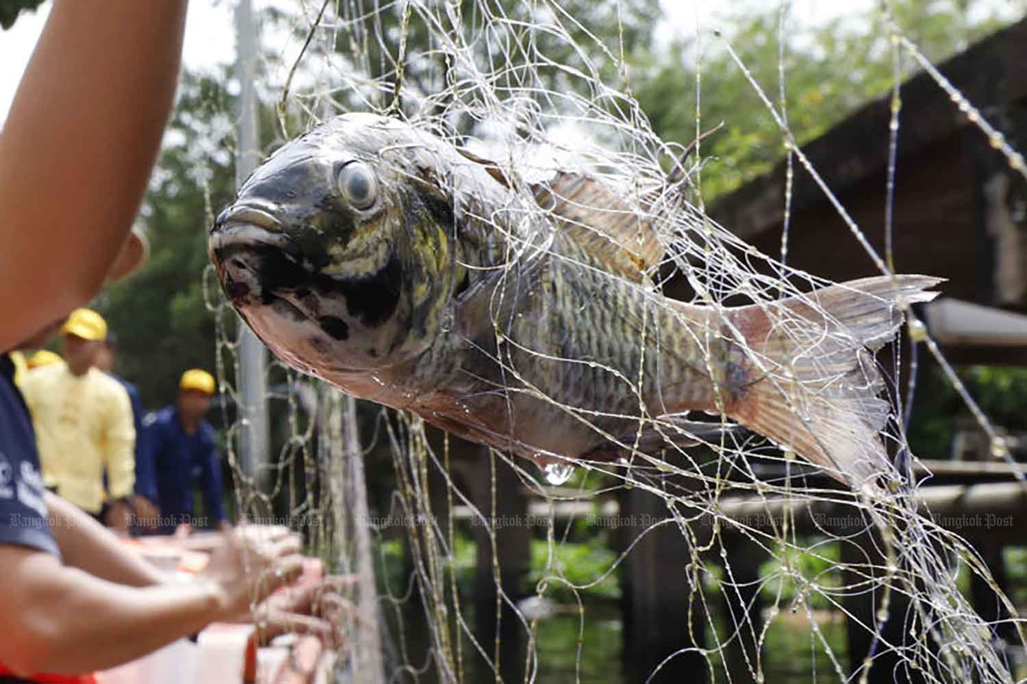 Правительство запускает "очистку рыбы"