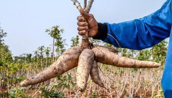Правительство Таиланда планирует инициативы по стабилизации цен на маниоку - Деловые новости Таиланда