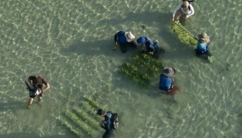 Проект на Пхукете направлен на спасение дюгоней с помощью новых кормовых участков