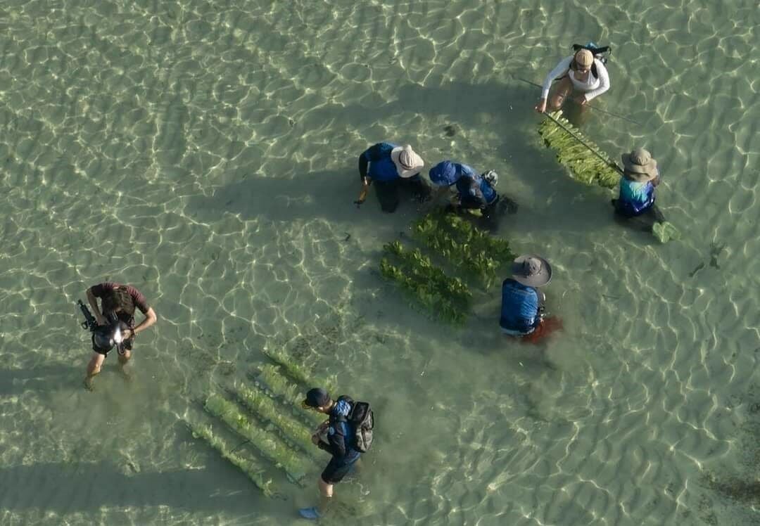 Проект на Пхукете направлен на спасение дюгоней с помощью новых кормовых участков