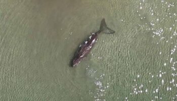 Расследование по поводу участившейся гибели дюгоней расширилось