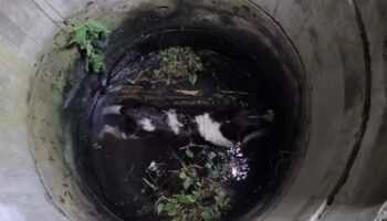 Собачья лопатка: отважный собачий побег на лапах из колодца Бурирам