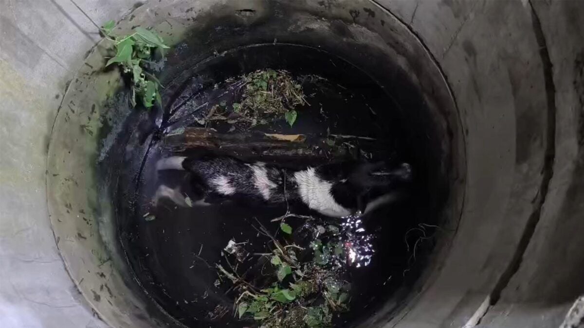 Собачья лопатка: отважный собачий побег на лапах из колодца Бурирам