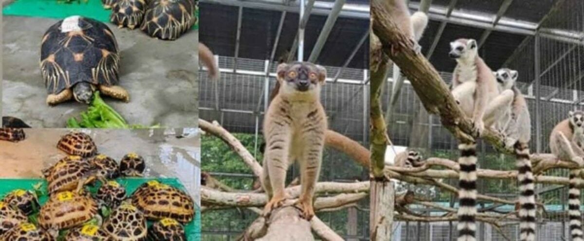 Таиланд вернет 900 изъятых лемуров и черепах на Мадагаскар