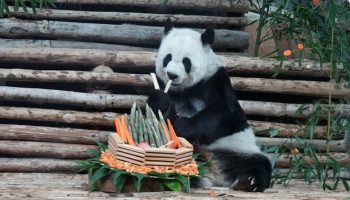 Таиланд примет двух новых панд из Китая к 2027 году