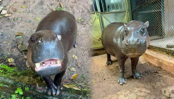 Тайские зоопарки увеличат популяцию ‘Му’