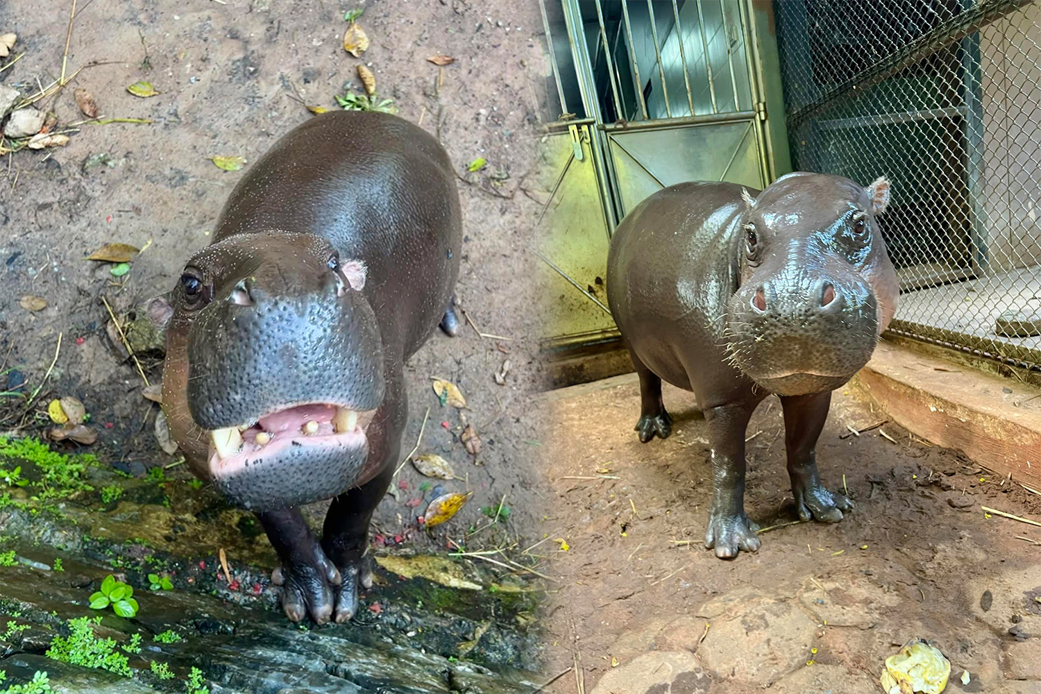 Тайские зоопарки увеличат популяцию ‘Му’