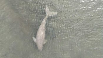 Туристы в Транге в восторге от редких видов дюгоней, замеченных недалеко от острова Либонг