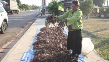 Успех червей: таиландская деревня наживается на империи дождевых червей