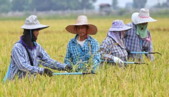 Фермеры, выращивающие рис, получат помощь в покрытии расходов на сбор урожая